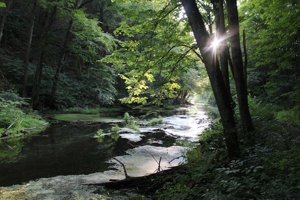 a stream running through a lush green forest