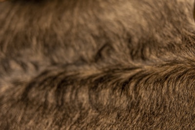 A close-up view of textured brown fur, with visible strands and patterns.