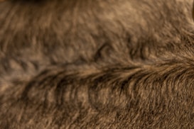 A close-up view of textured brown fur, with visible strands and patterns.