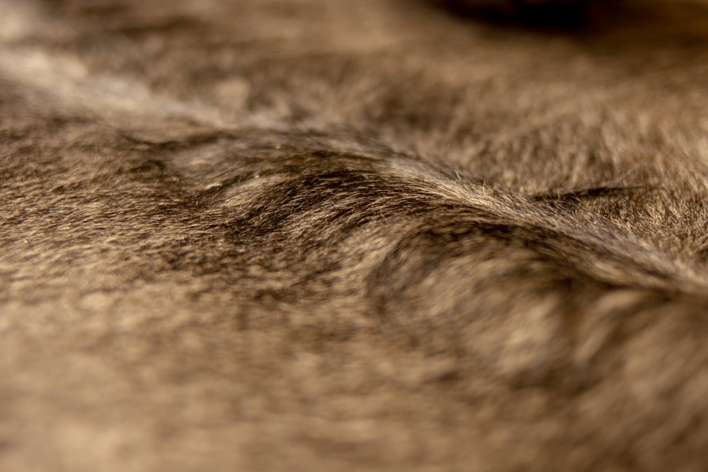 a close up of a fur texture