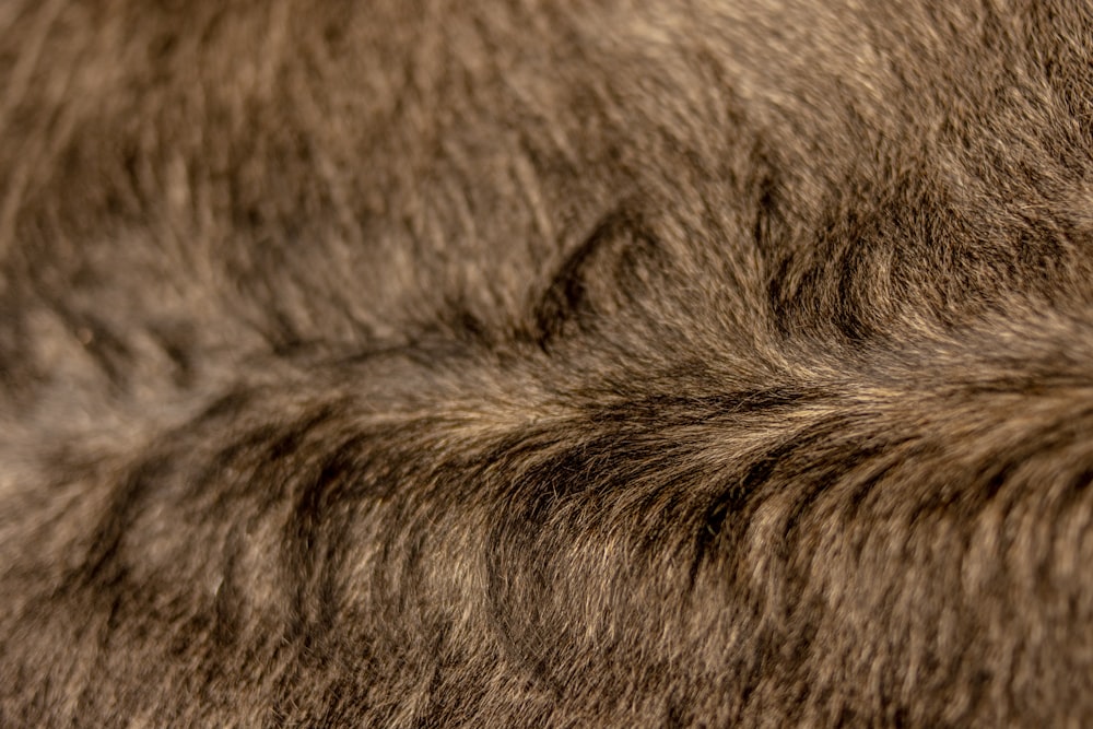 a close up of the fur of a cat