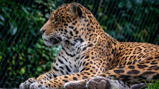 A jaguar with a spotted coat is lying down, displaying its muscular build and patterned fur. The animal's eyes seem focused as it gazes into the distance. Lush greenery and a wire fence are visible in the background, indicating a natural or zoo environment.