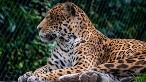 A jaguar with a spotted coat is lying down, displaying its muscular build and patterned fur. The animal's eyes seem focused as it gazes into the distance. Lush greenery and a wire fence are visible in the background, indicating a natural or zoo environment.