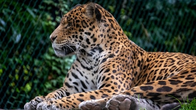 A jaguar with a spotted coat is lying down, displaying its muscular build and patterned fur. The animal's eyes seem focused as it gazes into the distance. Lush greenery and a wire fence are visible in the background, indicating a natural or zoo environment.