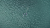An aerial view of boats gathering around a pod of whales.