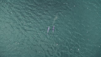 An aerial view of the ocean with two large marine animals, possibly whales, swimming close to each other. The water appears greenish and is dotted with numerous small, indistinct objects, possibly debris or marine life, scattered across the surface.