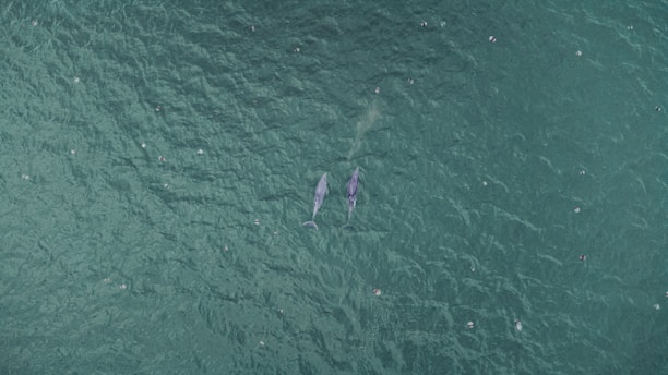 An aerial view of the ocean with two large marine animals, possibly whales, swimming close to each other. The water appears greenish and is dotted with numerous small, indistinct objects, possibly debris or marine life, scattered across the surface.