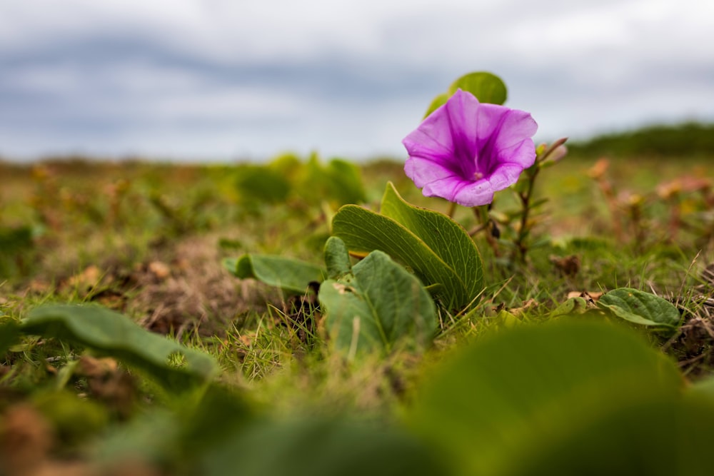 a purple flower sitting in the middle of a field