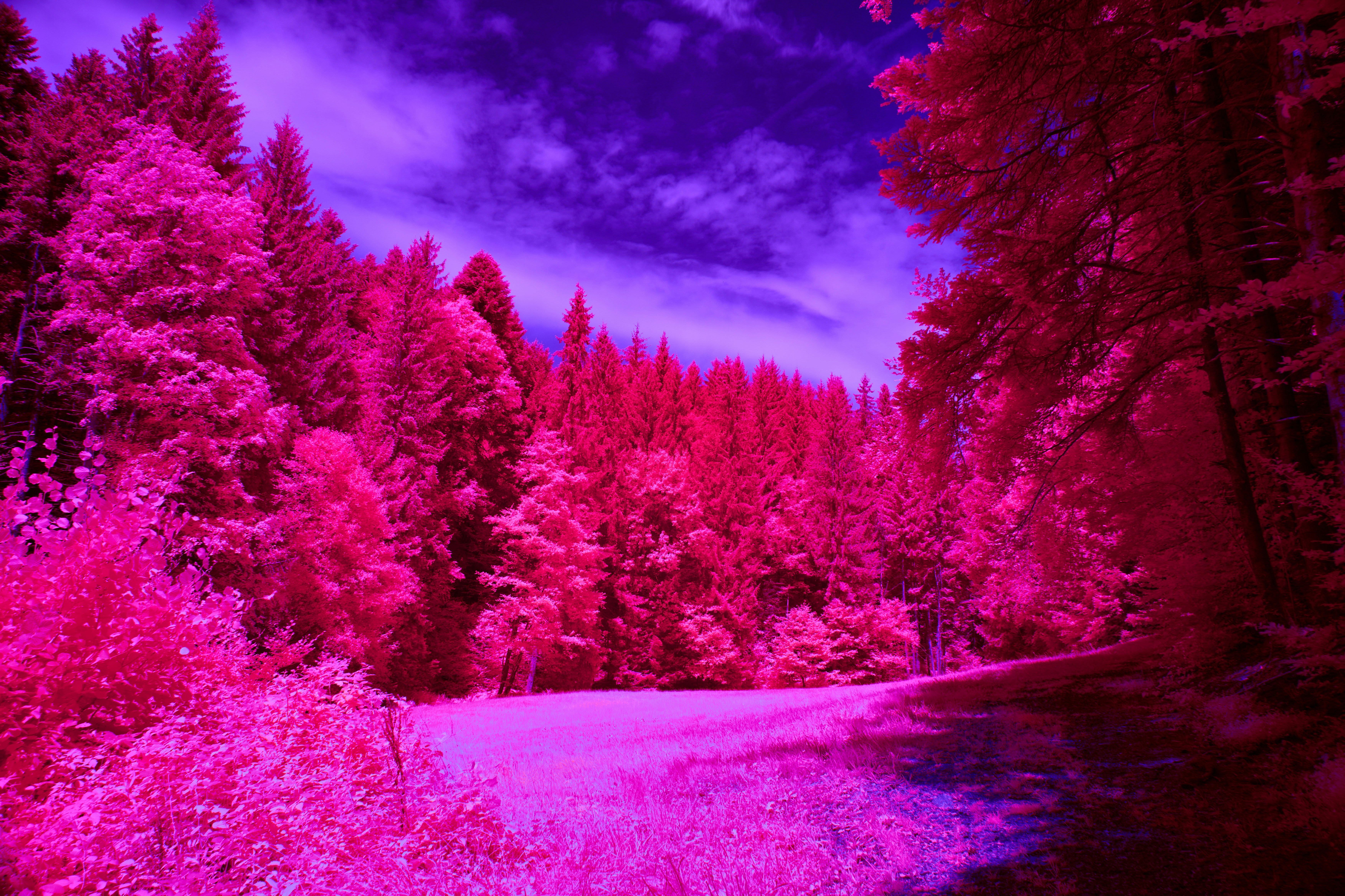 Photo by wolfgang_hasselmann