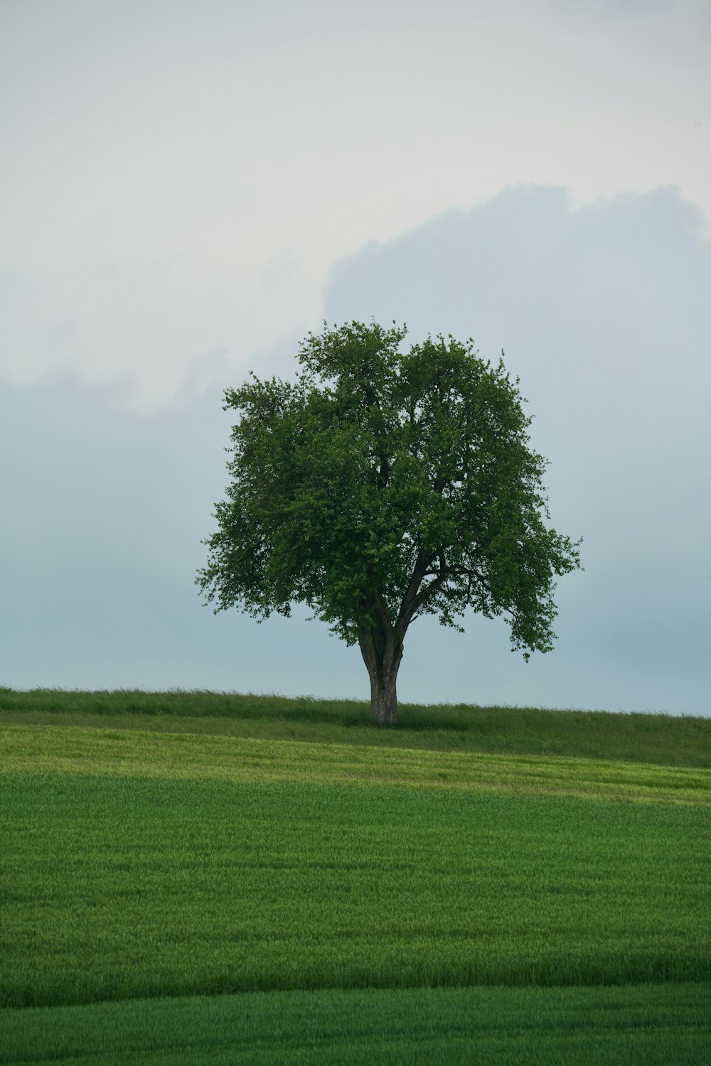 a lone tree in a green field under a cloudy sky