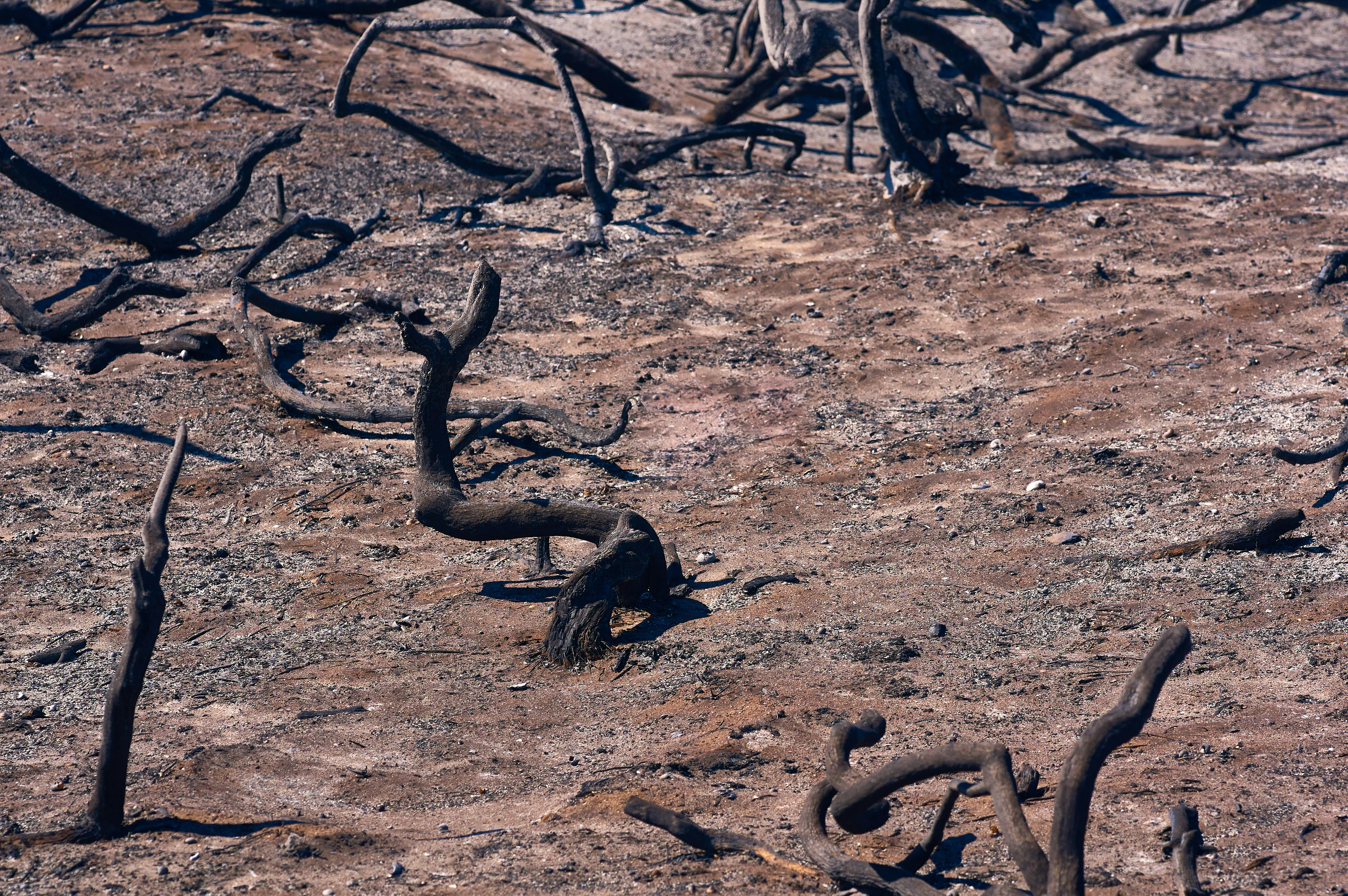 Photo by wolfgang_hasselmann