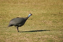 A guineafowl with a spotted black and white body is walking on a grassy field. Its head is blue with a small red wattle.