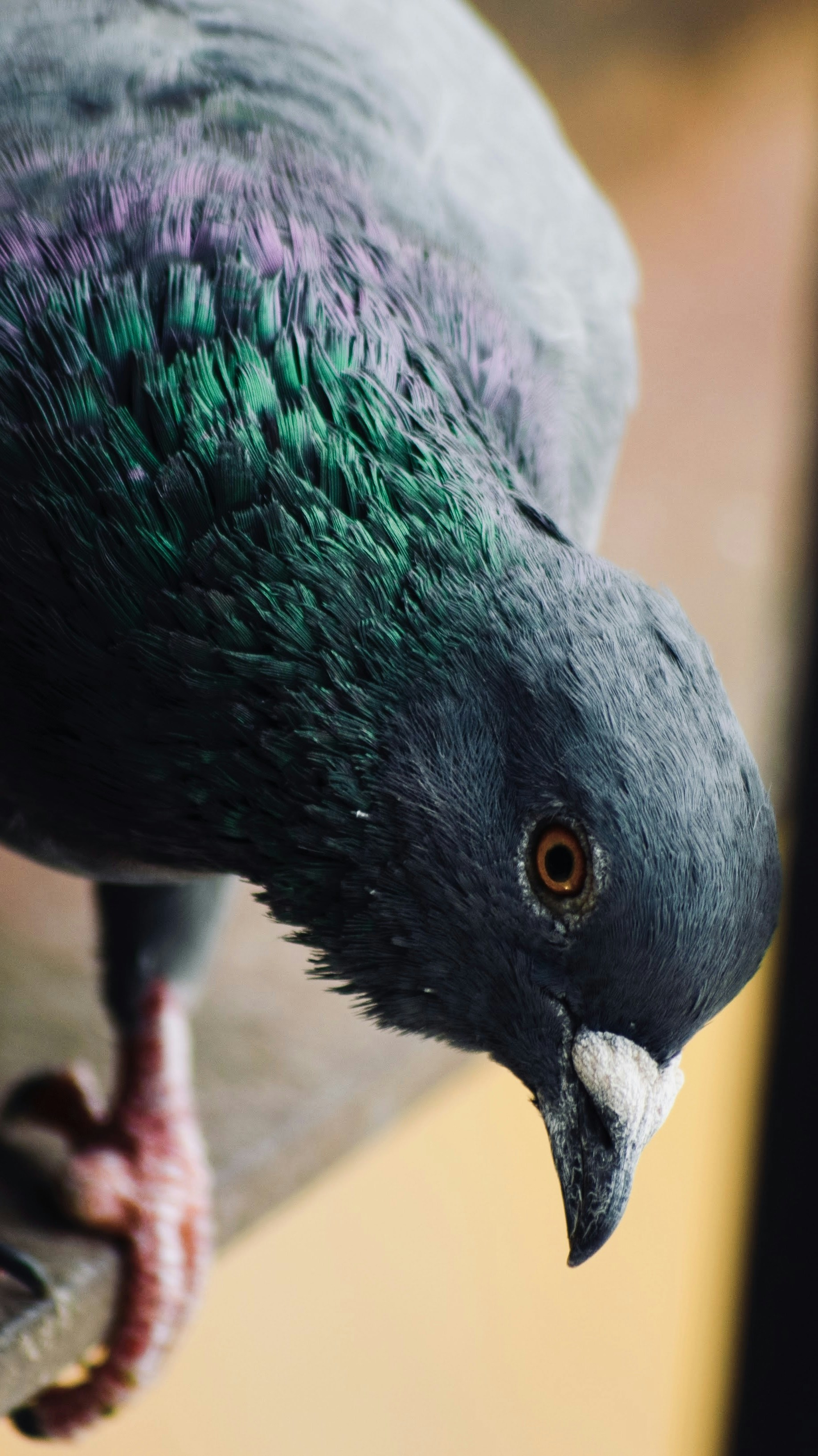 a close up of a pigeon on a perch