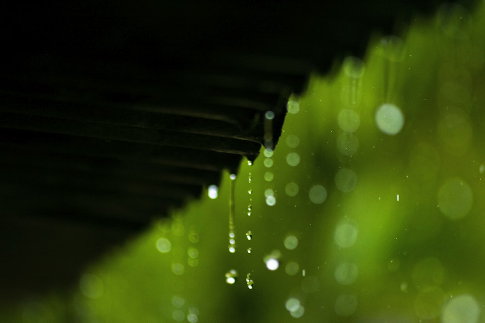 a close up of water droplets on a green plant