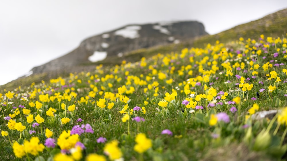a field of wildflowers on the side of a mountain