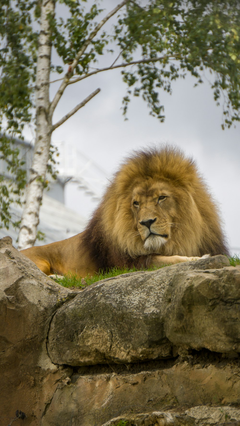a large lion laying on top of a lush green field