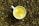 A white cup filled with a yellow frothy beverage is placed on a surface covered with roasted coffee beans.
