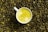 A white cup filled with a yellow frothy beverage is placed on a surface covered with roasted coffee beans.