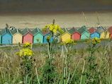 A row of colorful beach huts is visible in the background, with a sandy beach above them. In the foreground, there are tall grasses and vibrant yellow wildflowers.