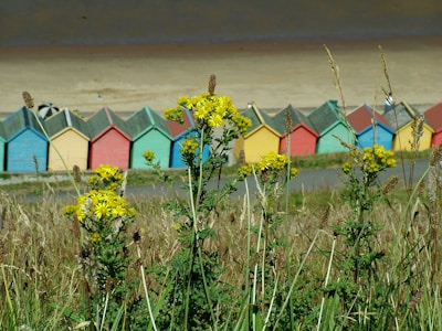 A row of colorful beach huts is visible in the background, with a sandy beach above them. In the foreground, there are tall grasses and vibrant yellow wildflowers.