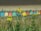 A row of colorful beach huts is visible in the background, with a sandy beach above them. In the foreground, there are tall grasses and vibrant yellow wildflowers.