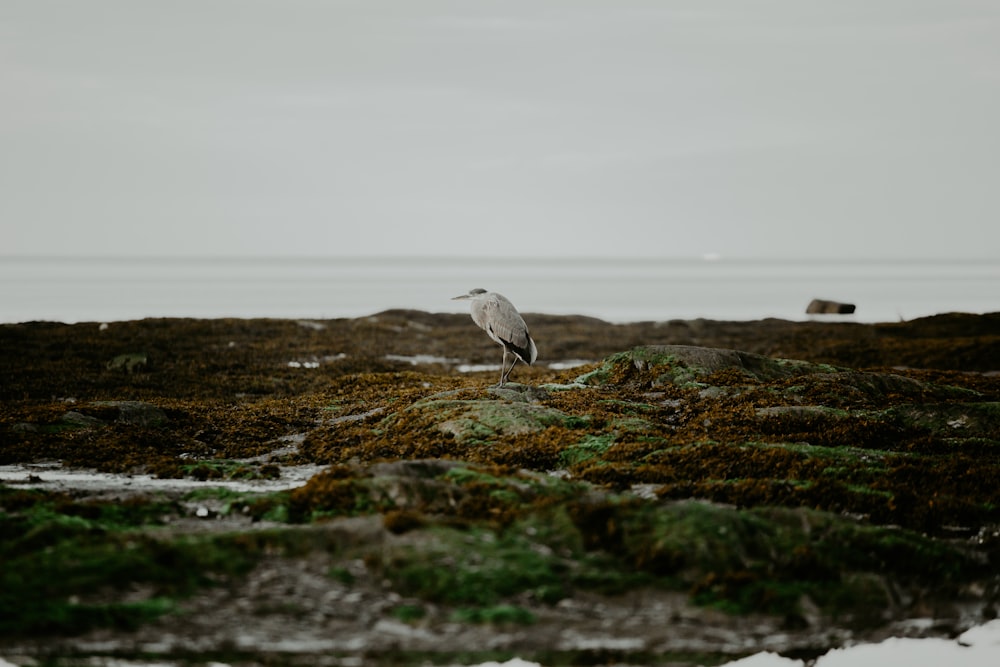 a seagull is standing on a patch of moss