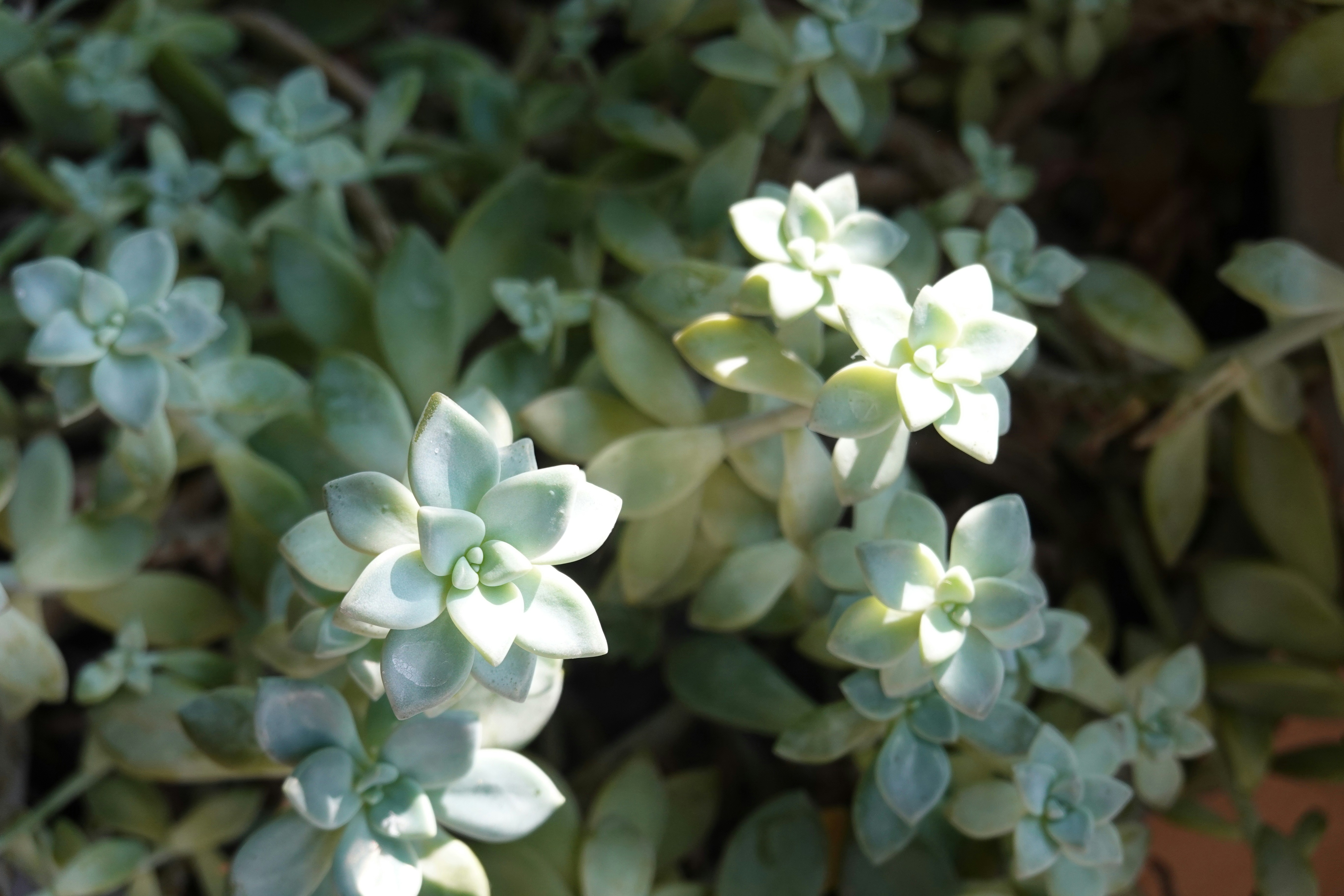 a close up of a plant with green leaves