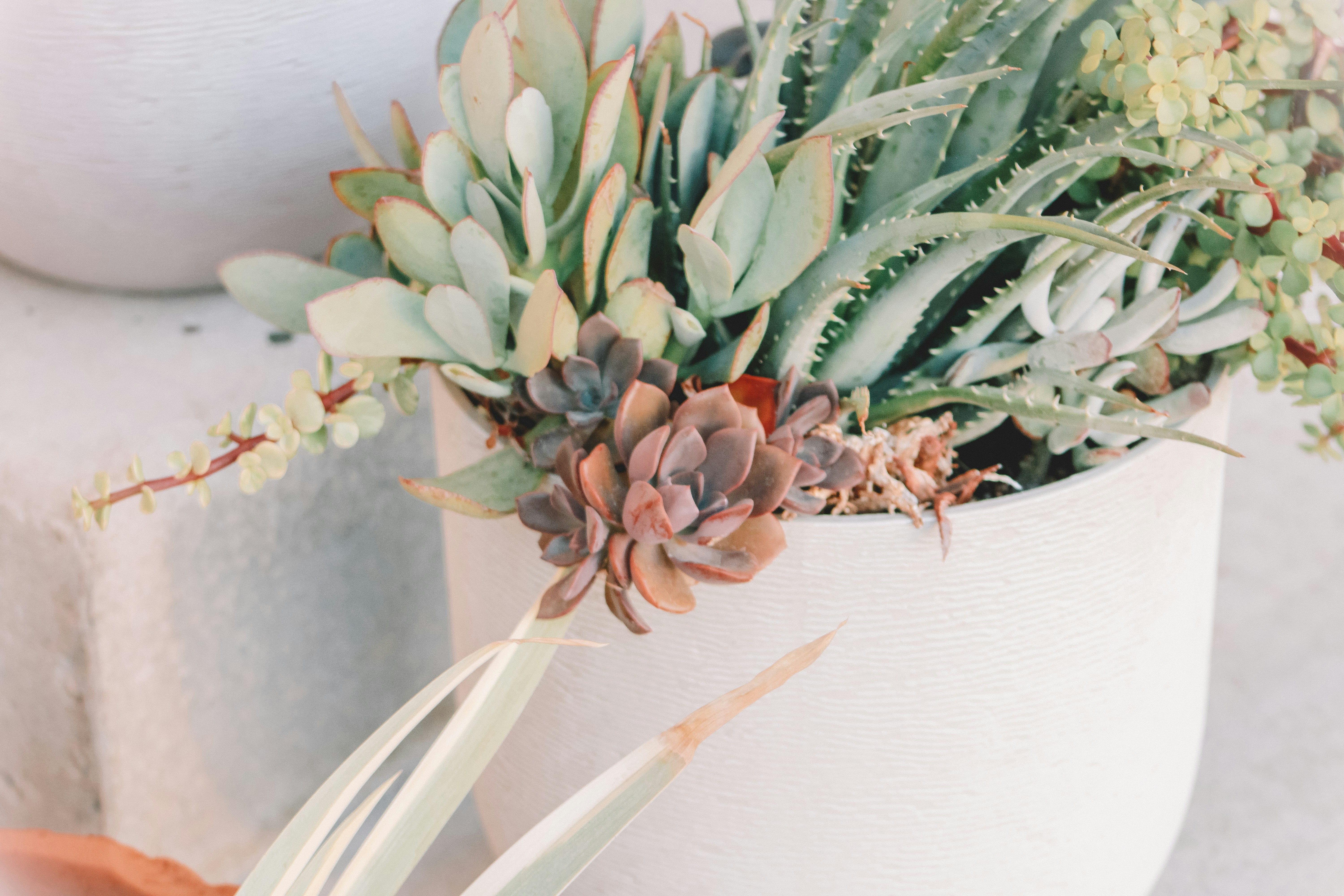 potted succulents cluster