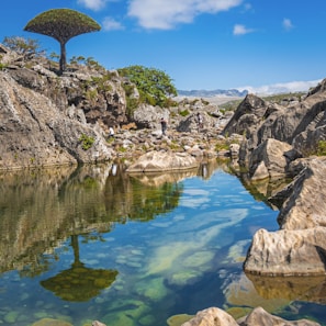 The surreal dragon blood trees of Socotra Island standing tall against a bright blue sky and rugged terrain.