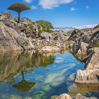 The surreal dragon blood trees of Socotra Island standing tall against a bright blue sky and rugged terrain.