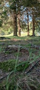 A serene Pacific Northwest forest with tall trees.