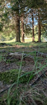 A serene Pacific Northwest forest with tall trees.