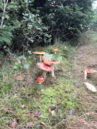A group of vibrant red and white mushrooms is growing in a lush, green forest setting. The ground is covered with grass and moss, and surrounding bushes add to the dense foliage. The mushrooms are clustered together, each with a distinct cap and stem.