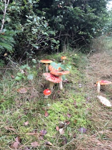 A group of vibrant red and white mushrooms is growing in a lush, green forest setting. The ground is covered with grass and moss, and surrounding bushes add to the dense foliage. The mushrooms are clustered together, each with a distinct cap and stem.