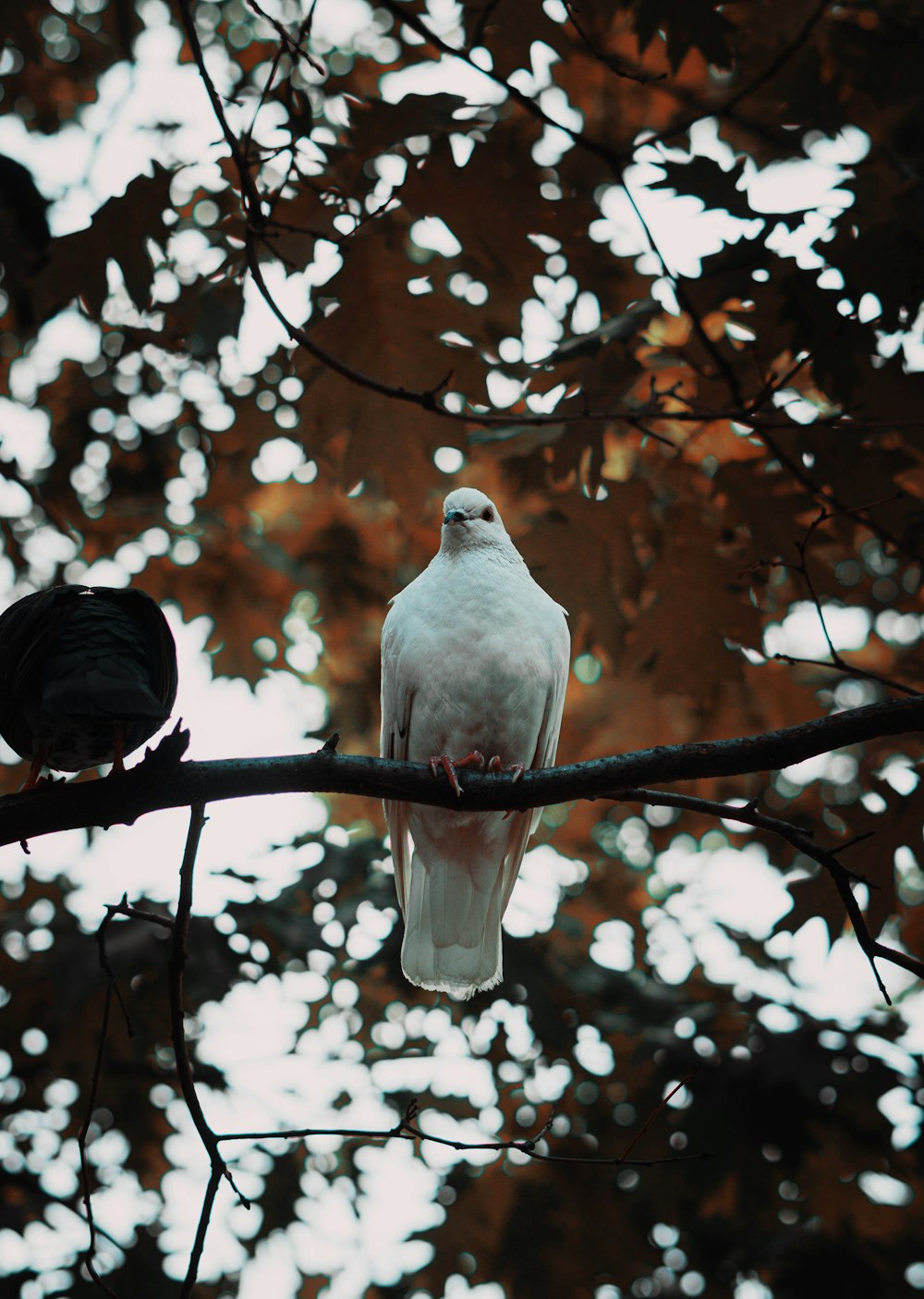 two white birds perched on a tree branch