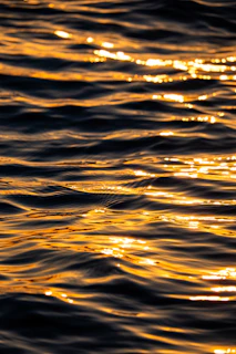 Bass leaping from calm lake waters at sunrise, casting a warm golden glow.