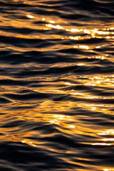 Bass leaping from calm lake waters at sunrise, casting a warm golden glow.