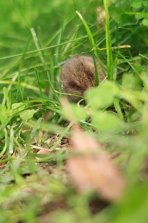 A small, brown rodent is peeking through lush green grass. The image captures the creature partially obscured by the foliage, highlighting its delicate features amidst the natural environment.