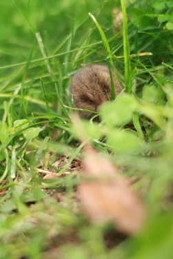 A close-up of a small woodland creature peeking out from under a lush green hedge.