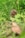 A small, brown rodent is peeking through lush green grass. The image captures the creature partially obscured by the foliage, highlighting its delicate features amidst the natural environment.