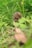 A small, brown rodent is peeking through lush green grass. The image captures the creature partially obscured by the foliage, highlighting its delicate features amidst the natural environment.