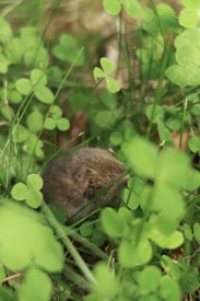 A small brown rodent nestled among lush green foliage comprised of various clover leaves. The scene is tranquil and natural, with the animal partially hidden by the dense greenery.