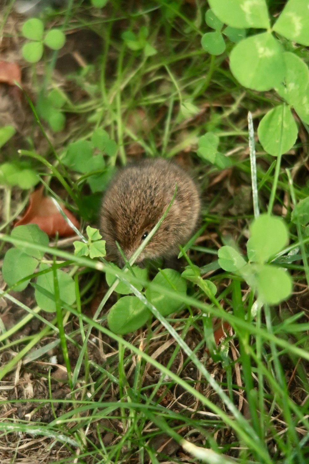 a small rodent is hiding in the grass