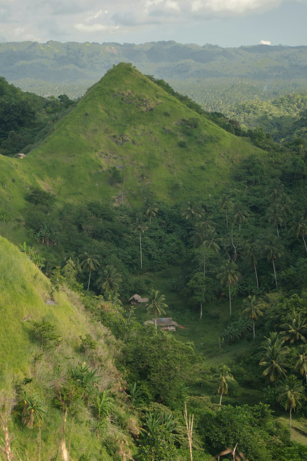 a lush green hillside covered in lots of trees