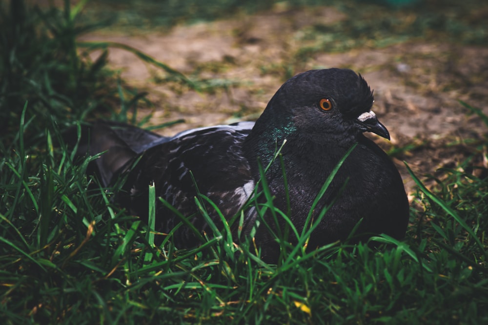 a black and white bird laying in the grass