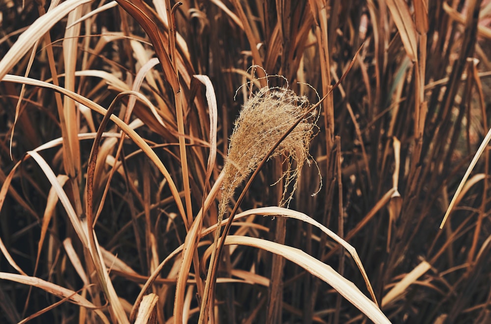 a close up of a bunch of tall grass