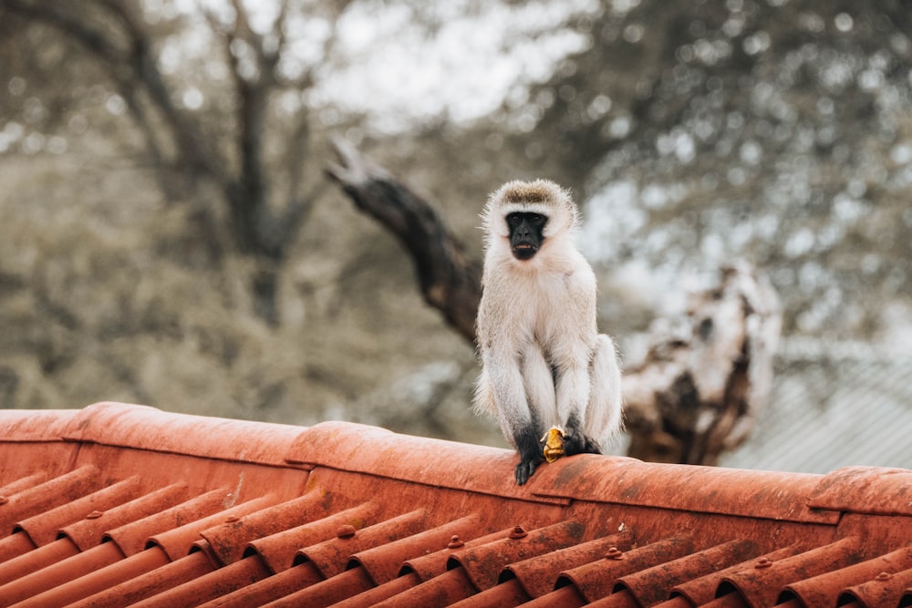 a monkey sitting on top of a roof