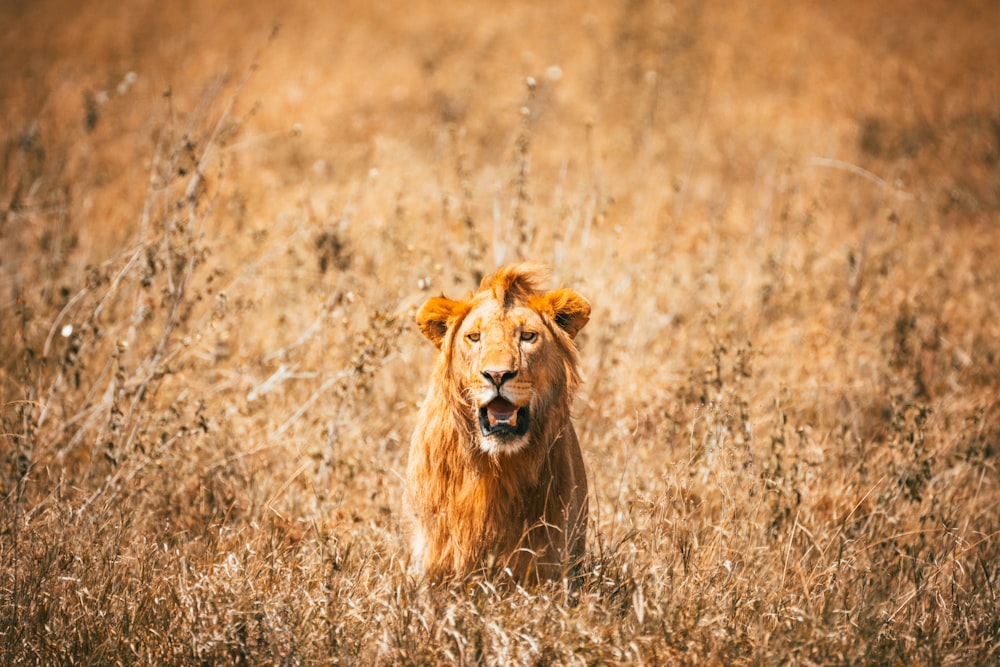 a close up of a lion in a field of tall grass