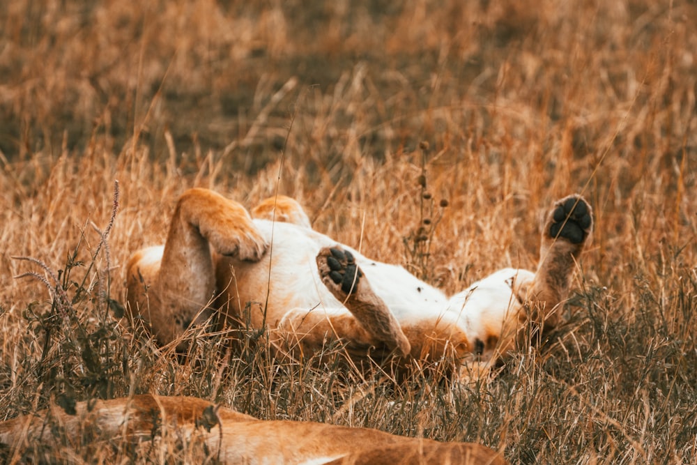 a dog rolling around in a field of tall grass