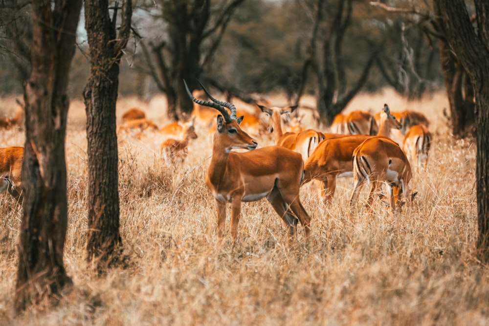 a herd of deer standing next to each other on a dry grass field